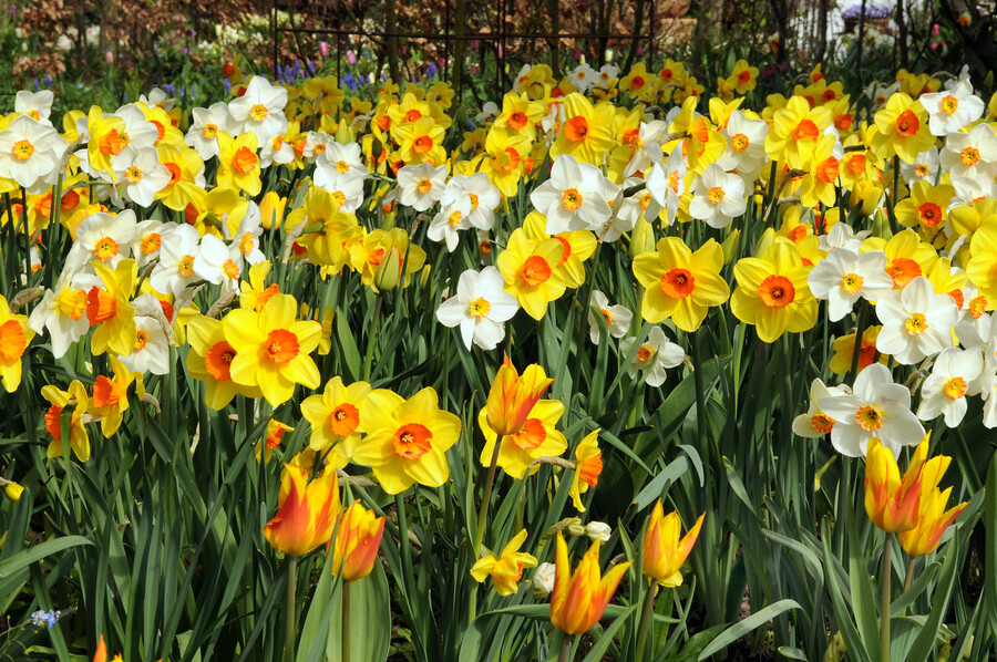 Daffodils